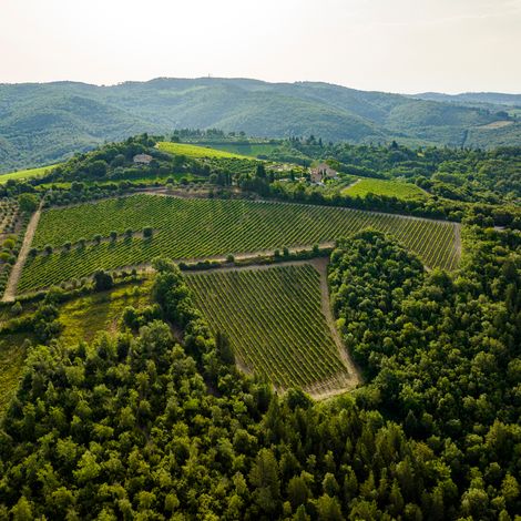 vineyard