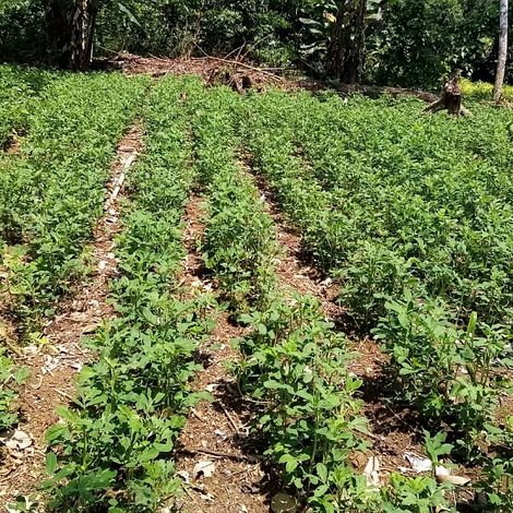 Agricultural production of raw materials