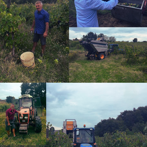 Casalvento vineyards' work