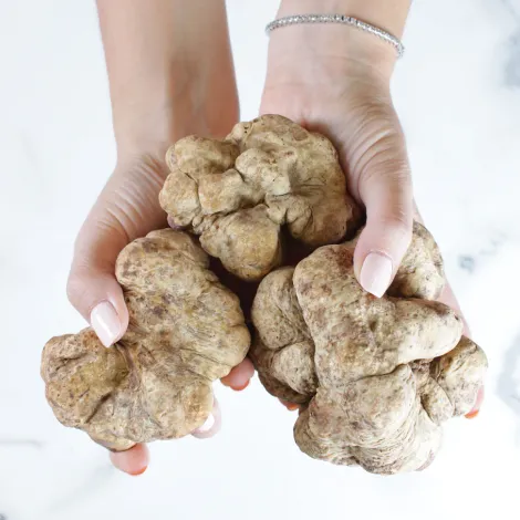 Sabatino North America, LLC