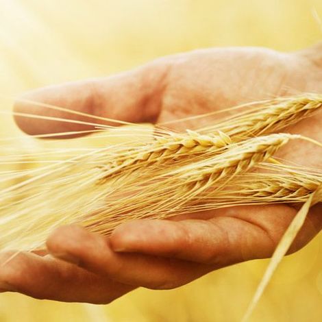 Wheat