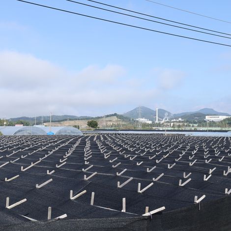 Ginseng Farm