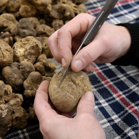 White Truffle Processing