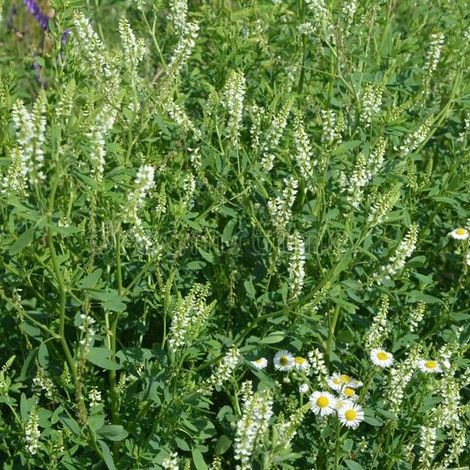 Sweet clover white