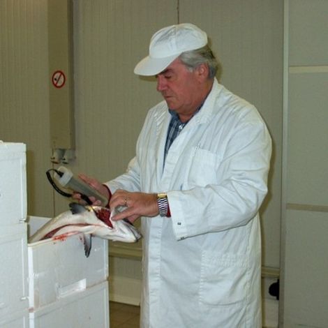 Zeevisandre