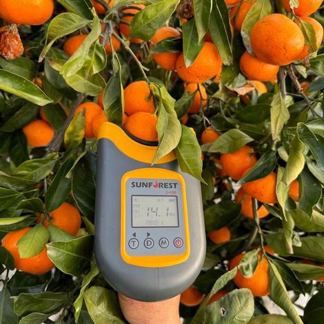 Best Quality of Jeju citrus (Fruits)