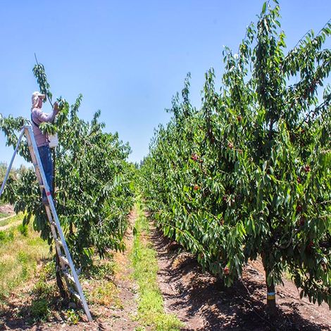 Aurora Australis S.A. - Cherry Harvest