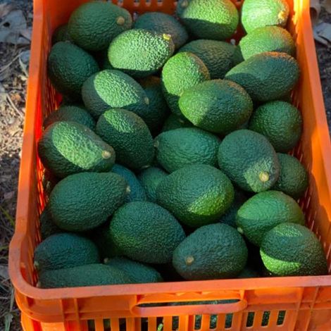 Palta Hass