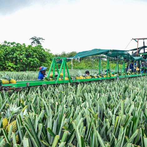 Productos Agropecuarios VISA S.A. - Plantation