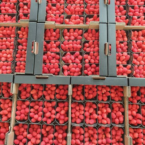 Nicolai Fruit - Raspberries