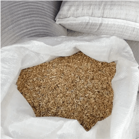Wheat Grain