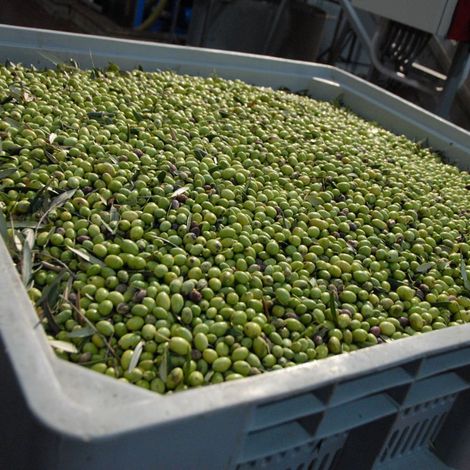Olives stored in ventilated bins