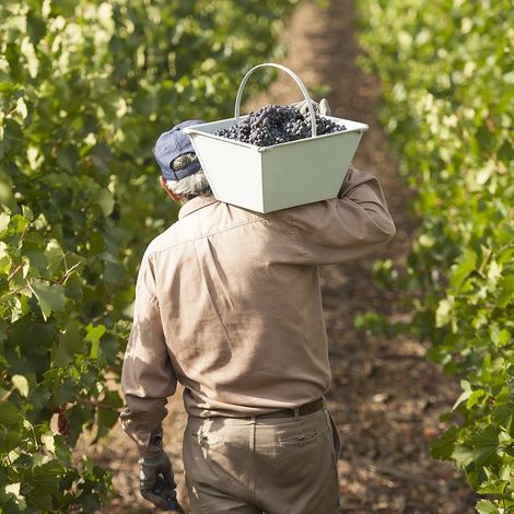Bodega Cruzat - Vineyard