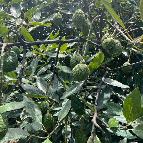 Hass Avocado