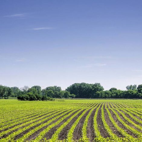 Farm