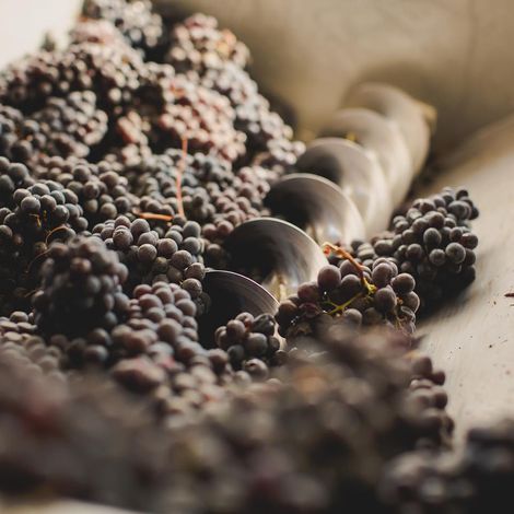 Grapes