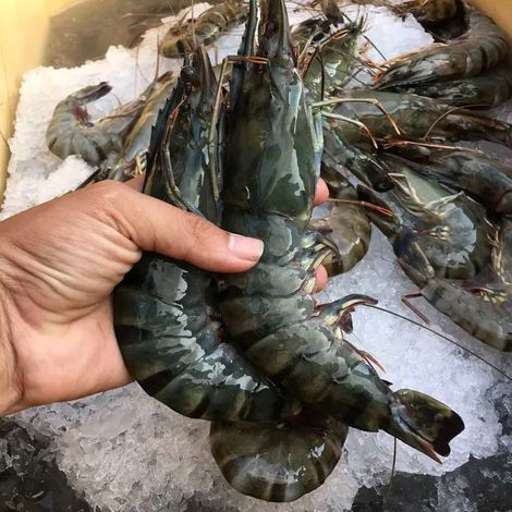 Black Tiger prawn