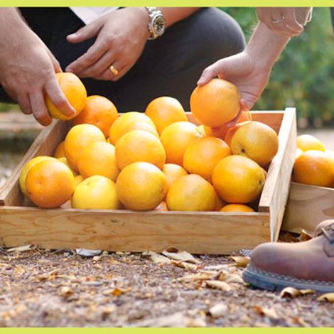 Fruit World Co.