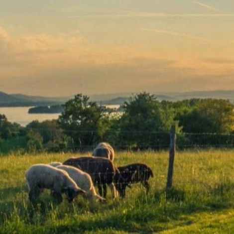 HR Jasper & Sons - Lamb