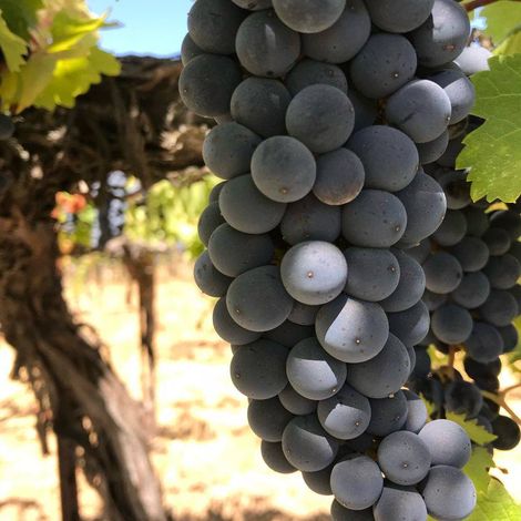 Hagafen Cellars_Wine_Grapes1