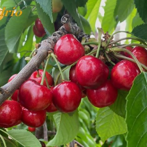 Vidrio Fruits - Cherry Tree