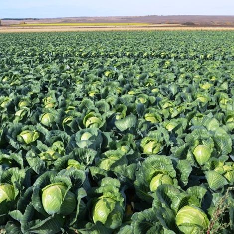 KFH Enezh - Cabbages