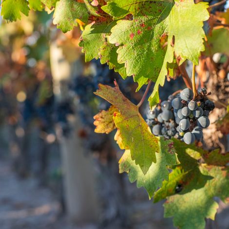 Fresh from the vineyard