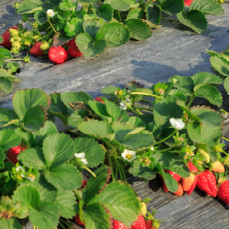 Strawberry Field
