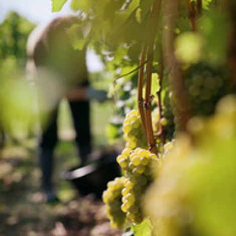 Picking from the vineyard
