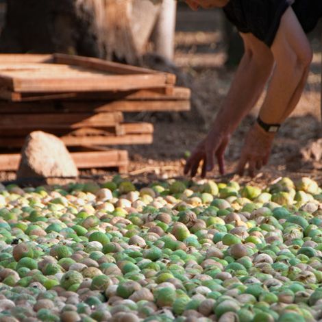 AGRICULTURAL COOP. OF TAXIARCHIS SYN.PE - Figs