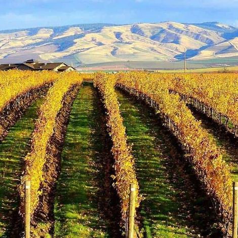 Pepper bridge vineyard 4.jpeg