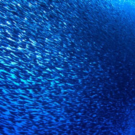OLVEA-Fish-Oils-Sardines-in-the-sea-520x300.jpg