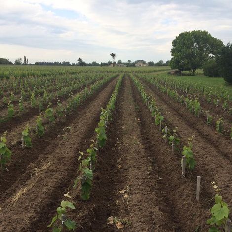 Château Clos Junet - Vineyard
