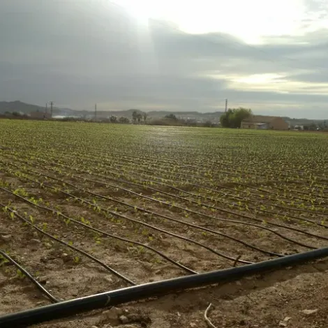 Frutas Alhambra SL - Plantation