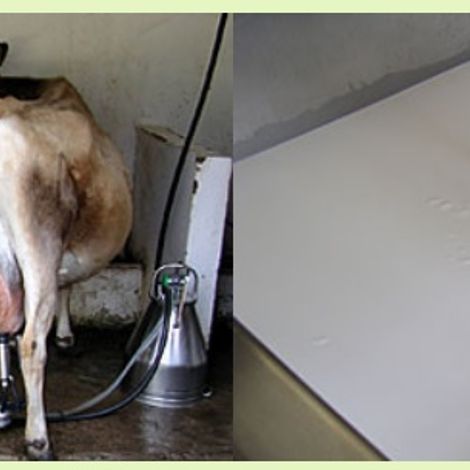 Cow