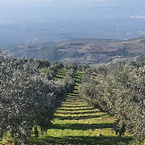 Healthy trees, healthy olives