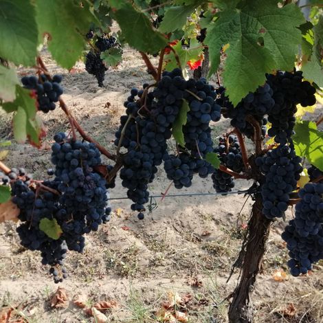 Château Belle Nauve