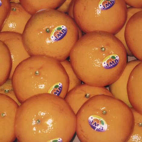 JMB Exporters Pakistan