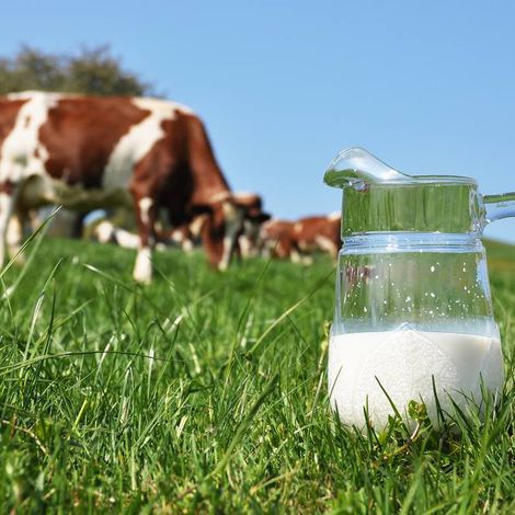 Okrouhlicka Agricultural Cooperative - Product