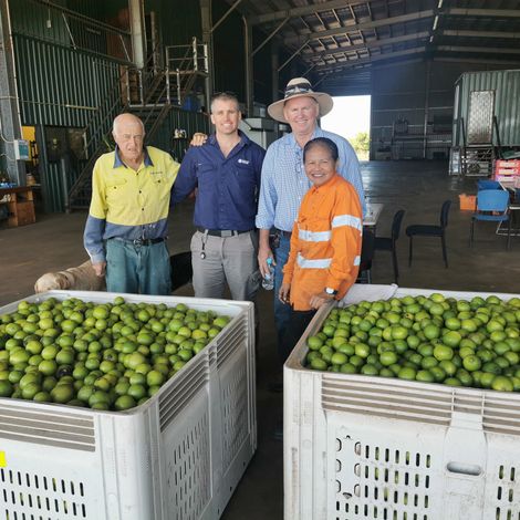 Tou's Garden Pty Ltd - Harvested Mangoes