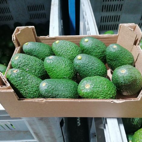 Hass avocado packed in 2kgs box (11 units)