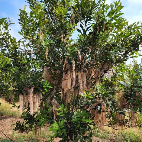 Denova Products - Plantation
