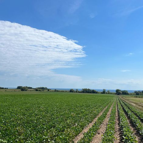 Farm