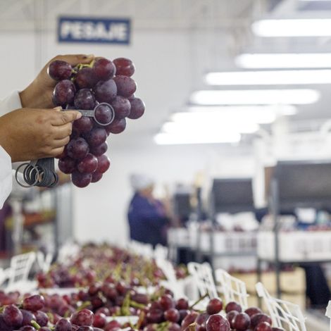 Fundo Sacramento S.A.C.