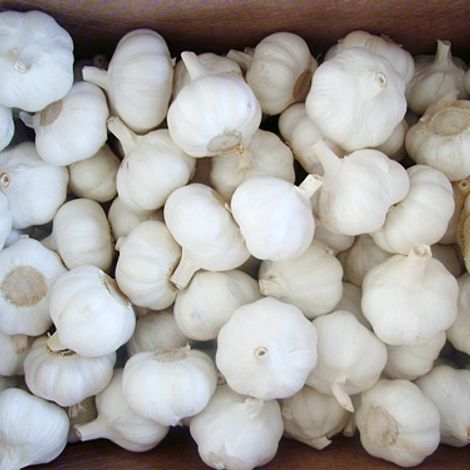 Garlic