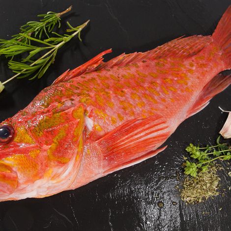 OFFSHORE ROCKFISH - Pontinus kuhlii