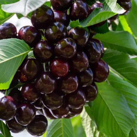 Frutos La Aguada S.A.