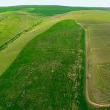 Echolands vineyards 1.jpg