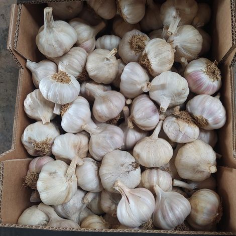 Spring Violet Garlic