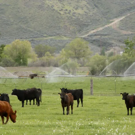 InternalCattle.webp